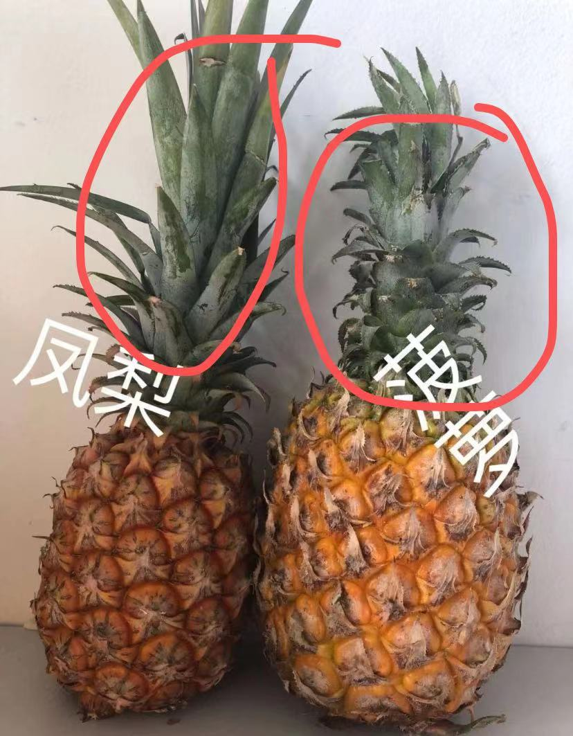 风梨和菠萝有什么区别