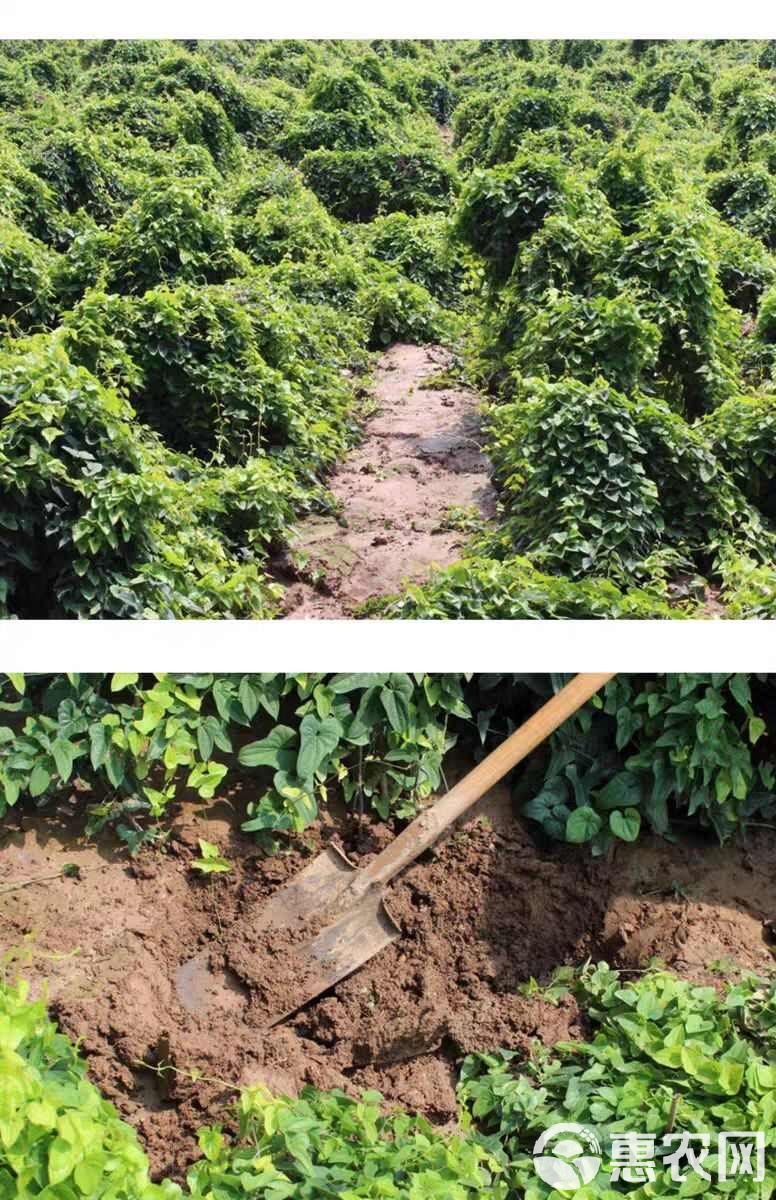 山药种子的种植方法与注意事项