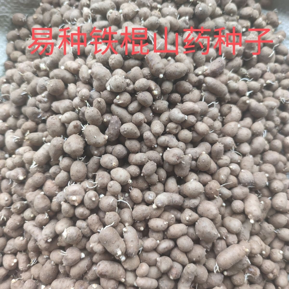 山药种子的种植方法与注意事项