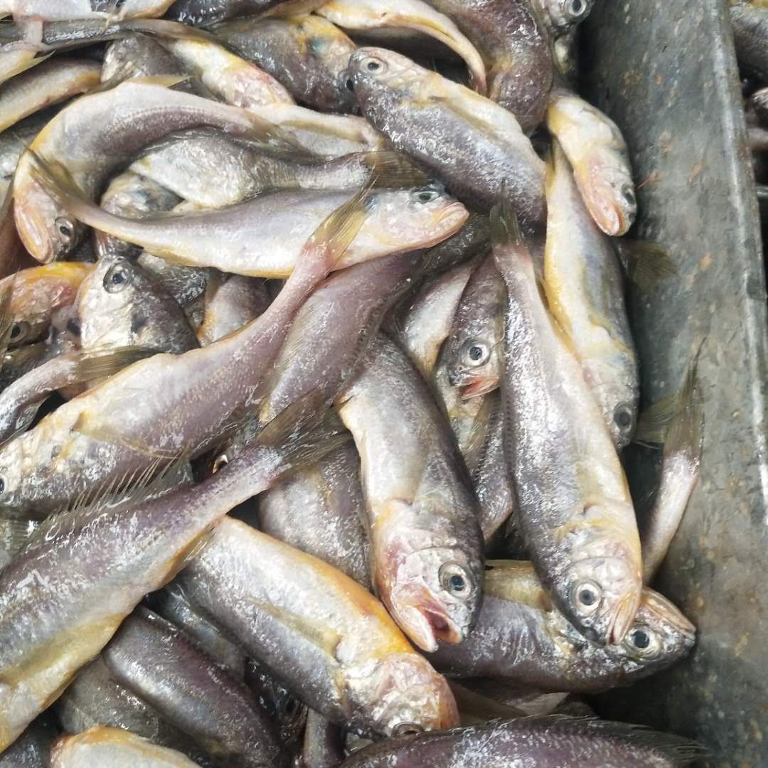 冰冻黄花鱼怎么煮才好吃