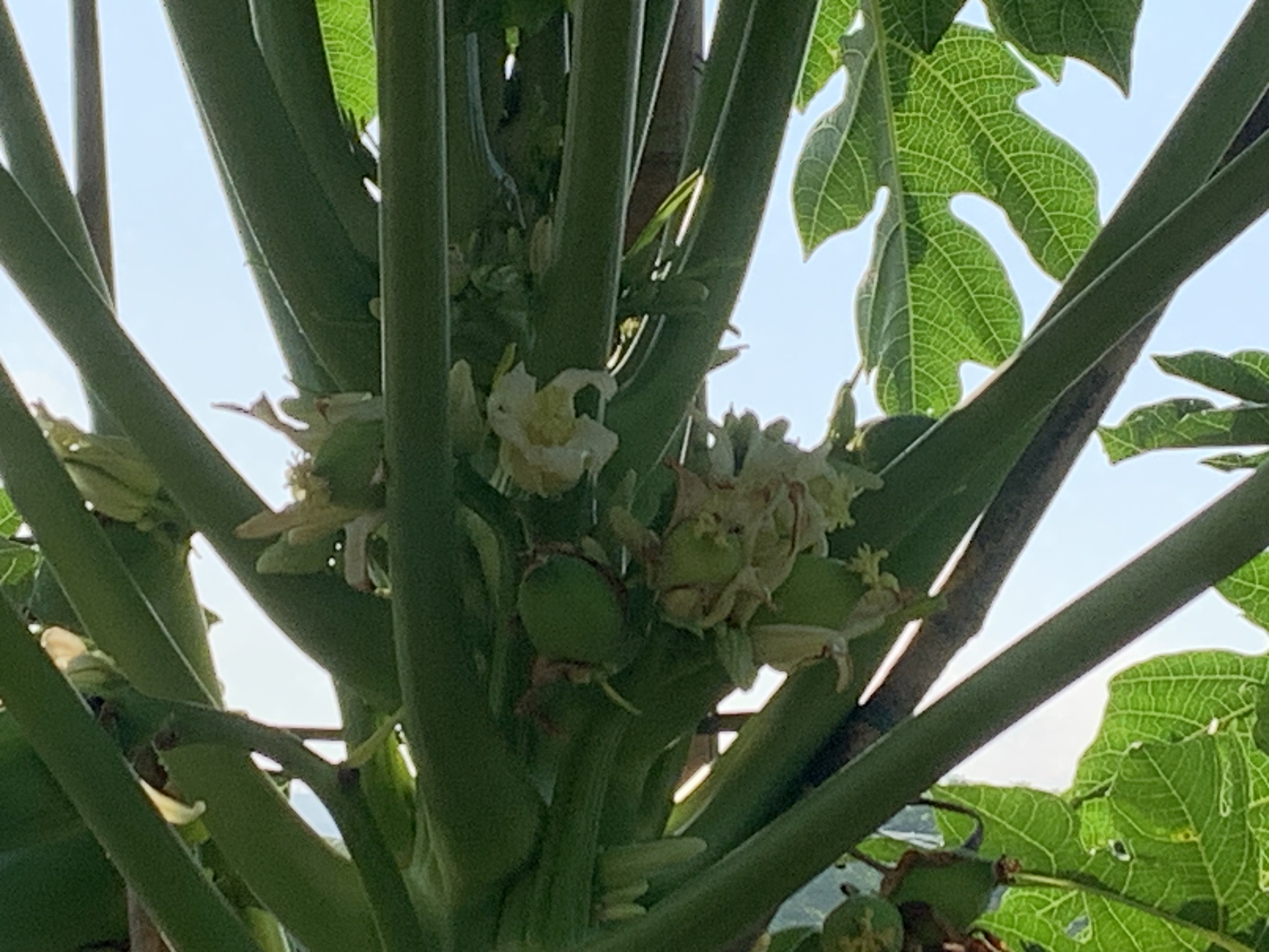 投我以木瓜报之以琼琚出自哪里