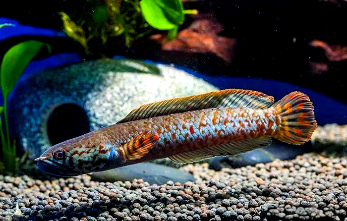 雷鱼的外形特征是怎样