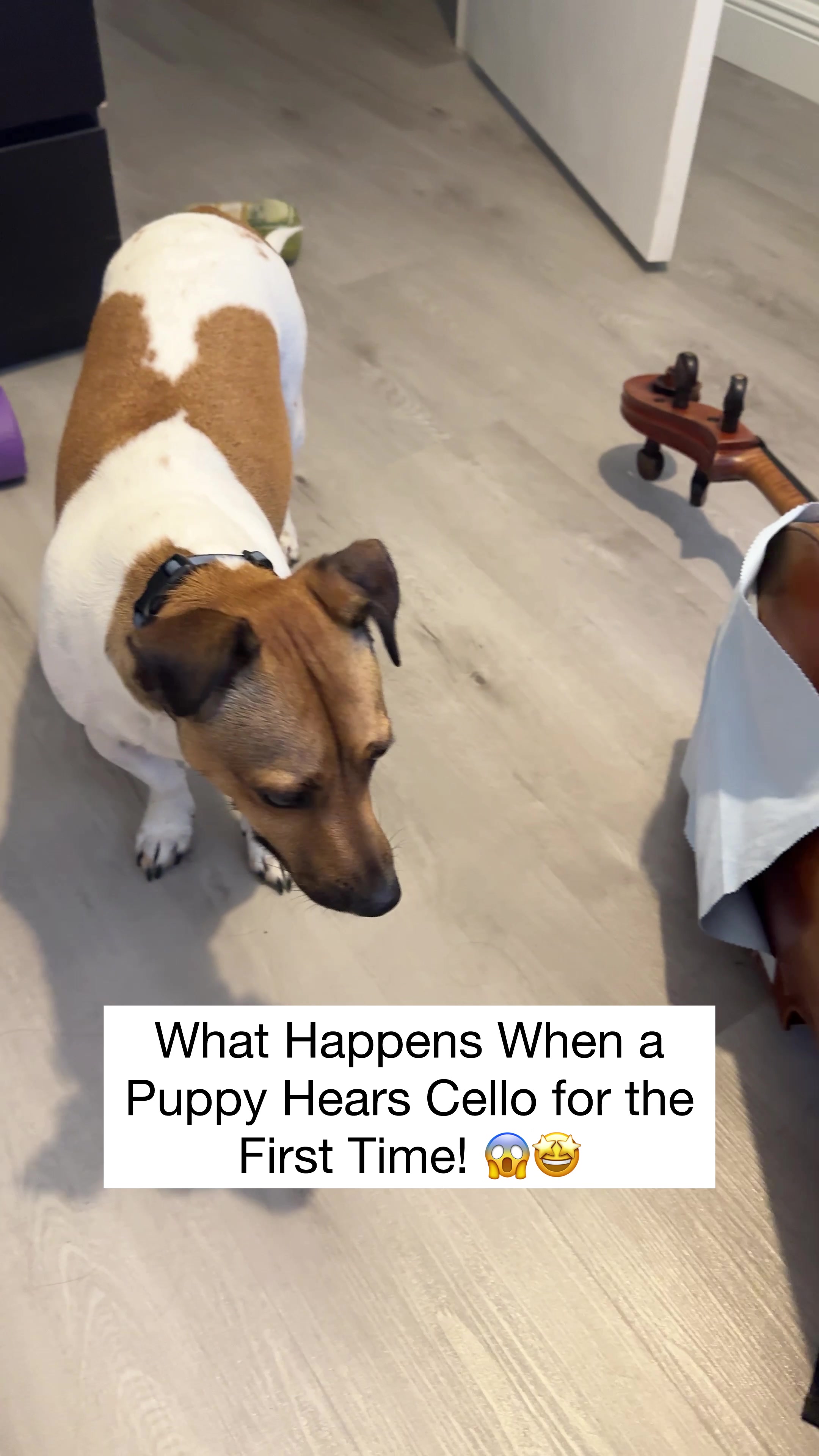 puppet什么意思中文