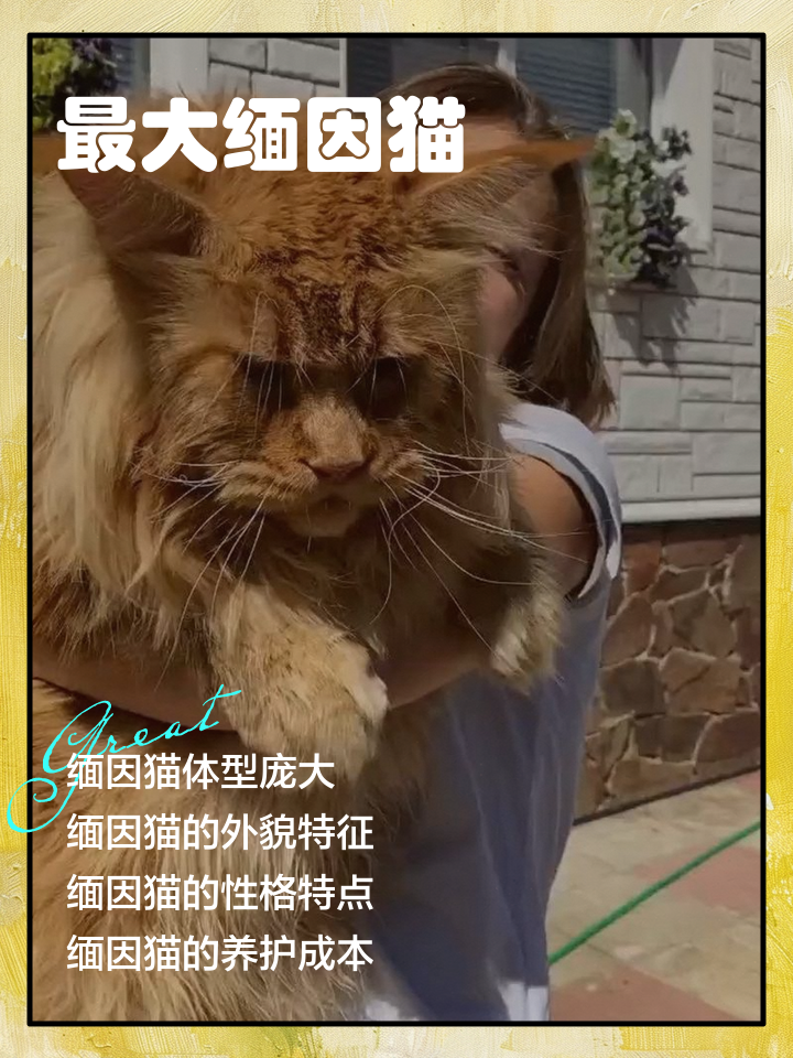 梦见很大的猫代表什么含义