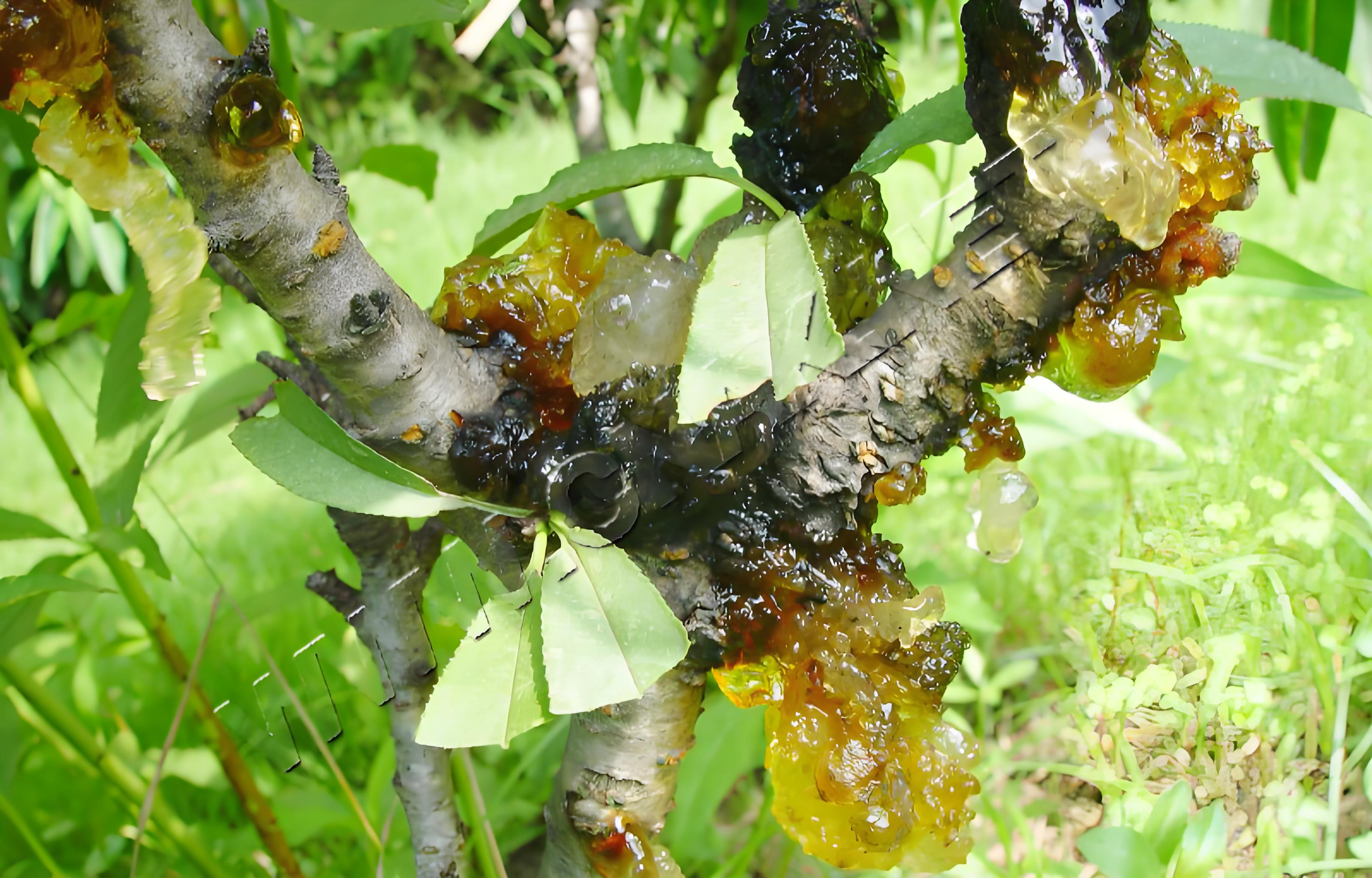 为什么家里忌讳种樱桃树