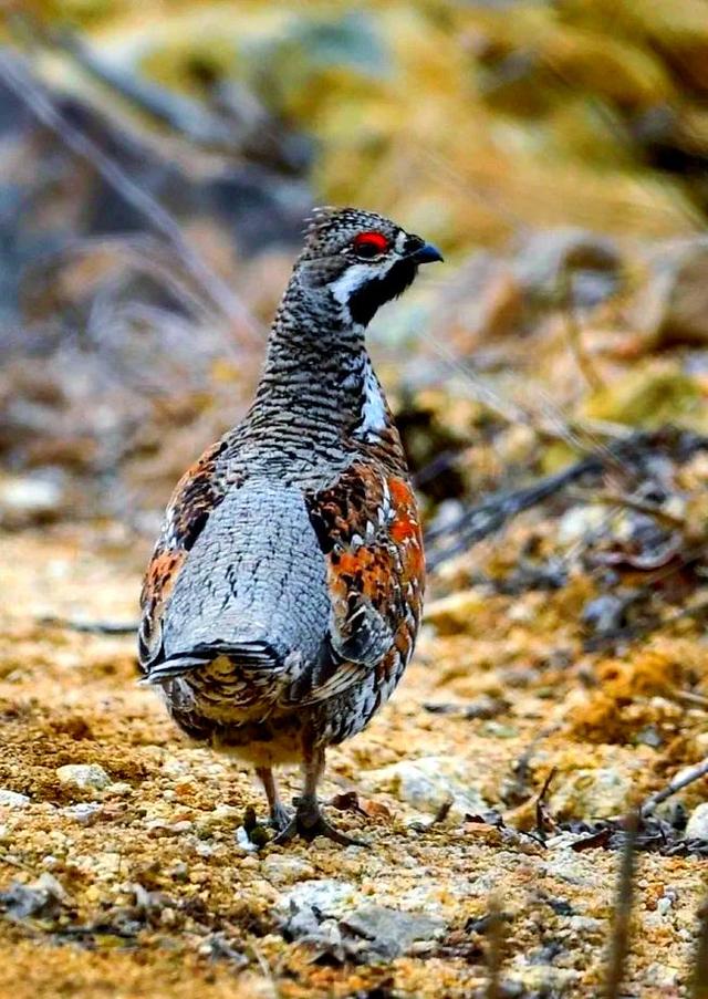 国家的一级保护动物都有哪些