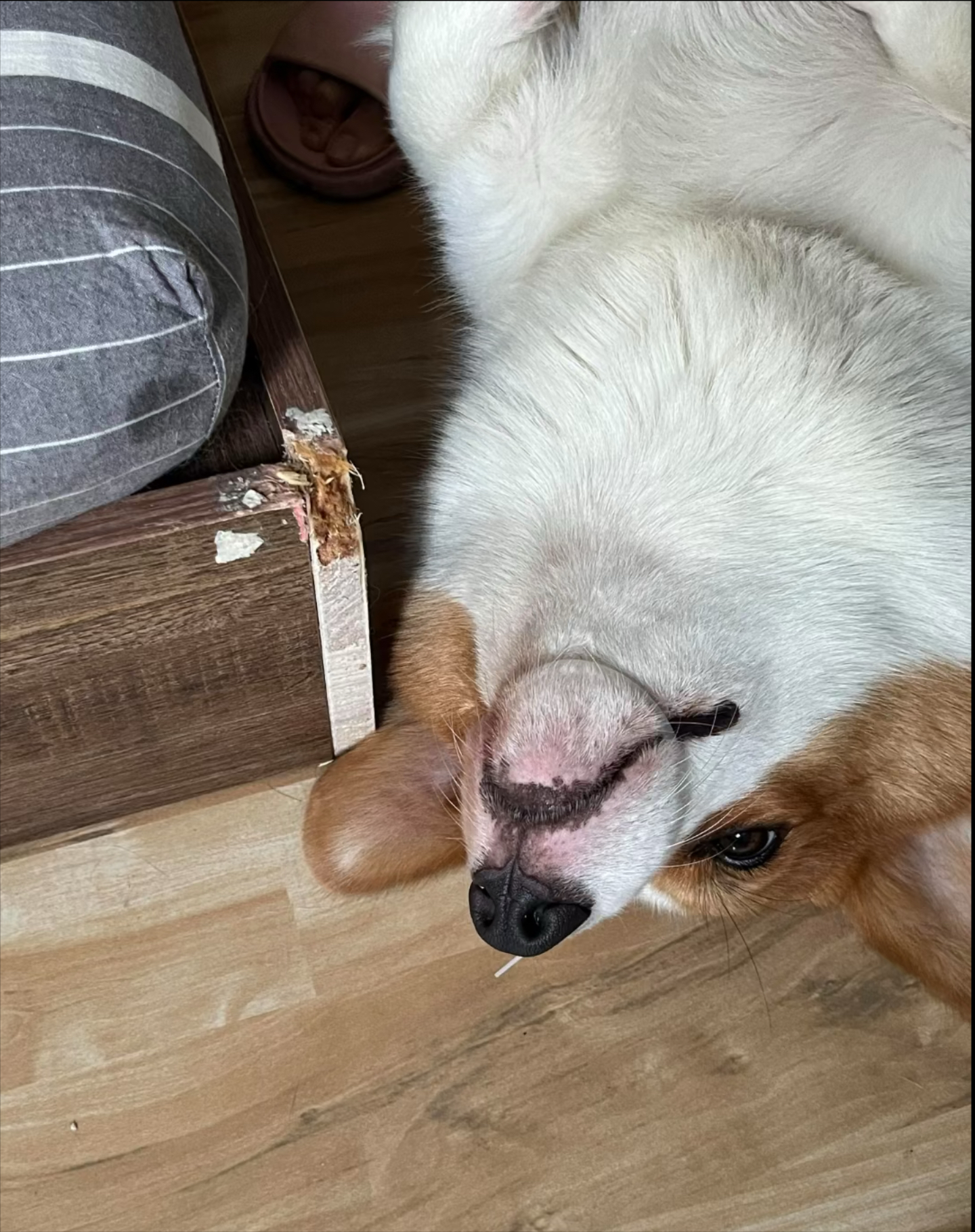 柯基不纯种会长成什么样