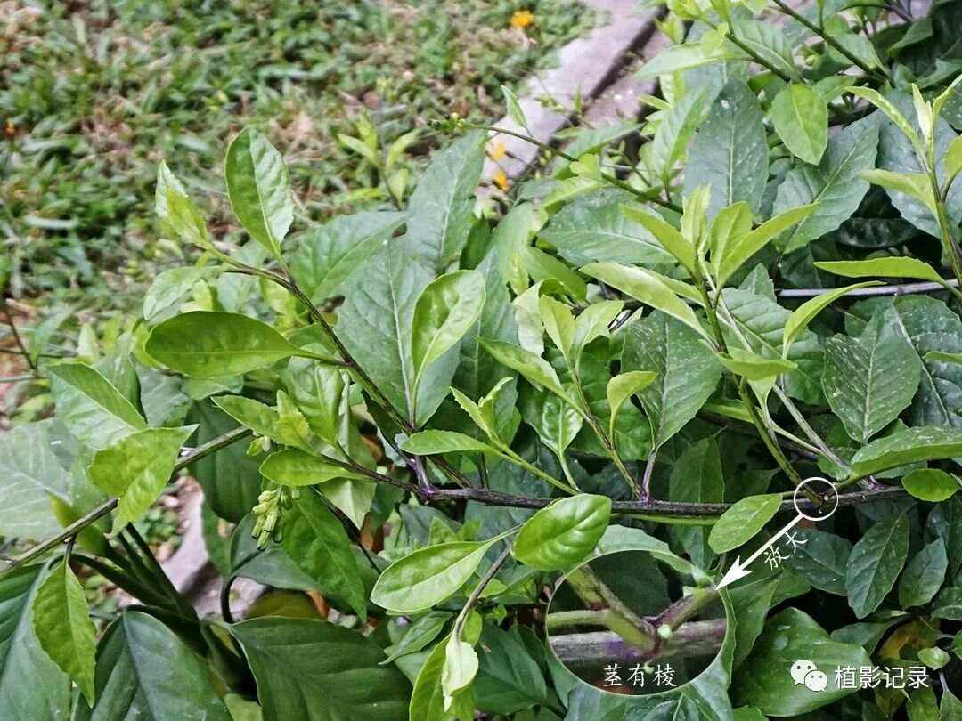 白子菜的功效与作用及食用方法介绍