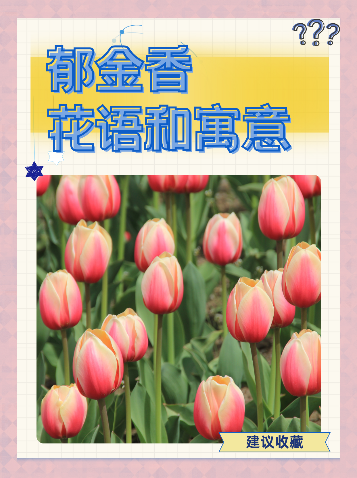 黄色郁金香代表什么意思