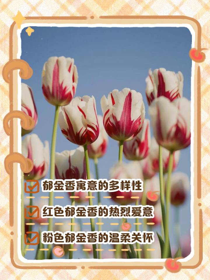 黄色郁金香代表什么意思