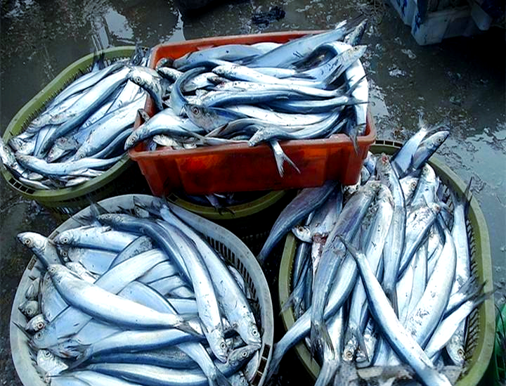 带鱼有人工养殖的吗,怎么人工养殖