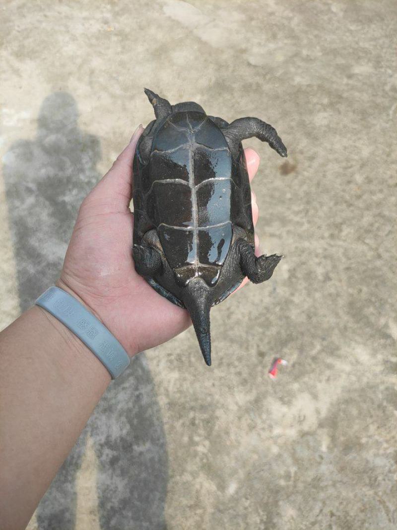 草龟变墨龟的技巧是什么