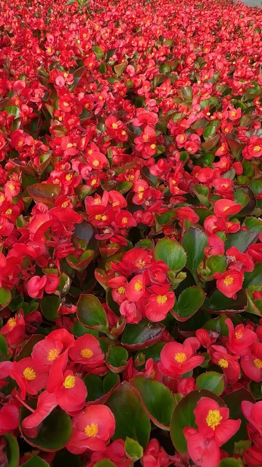 海棠花是在什么季节开放