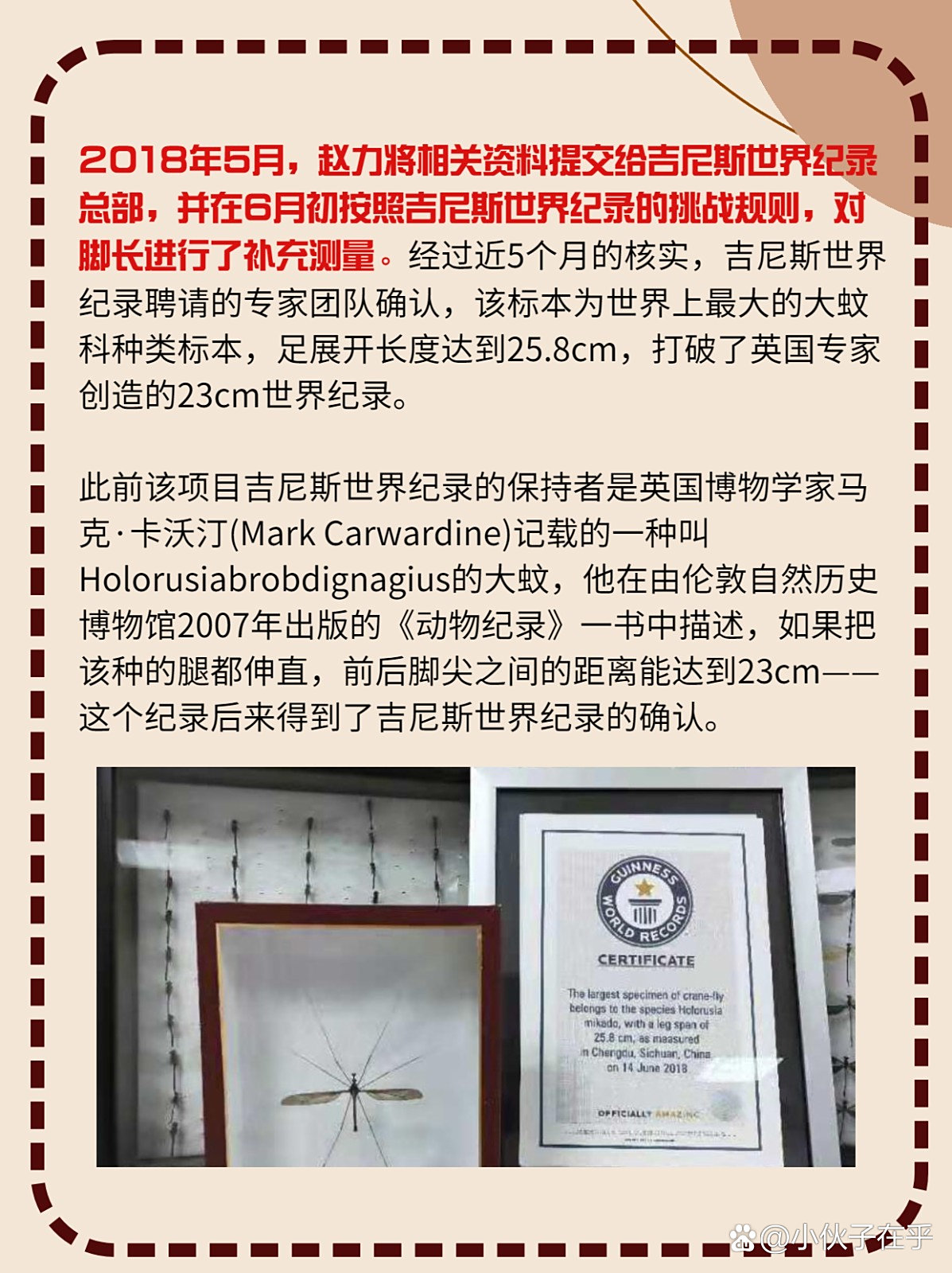 世界上最大巨型蚊子简单介绍