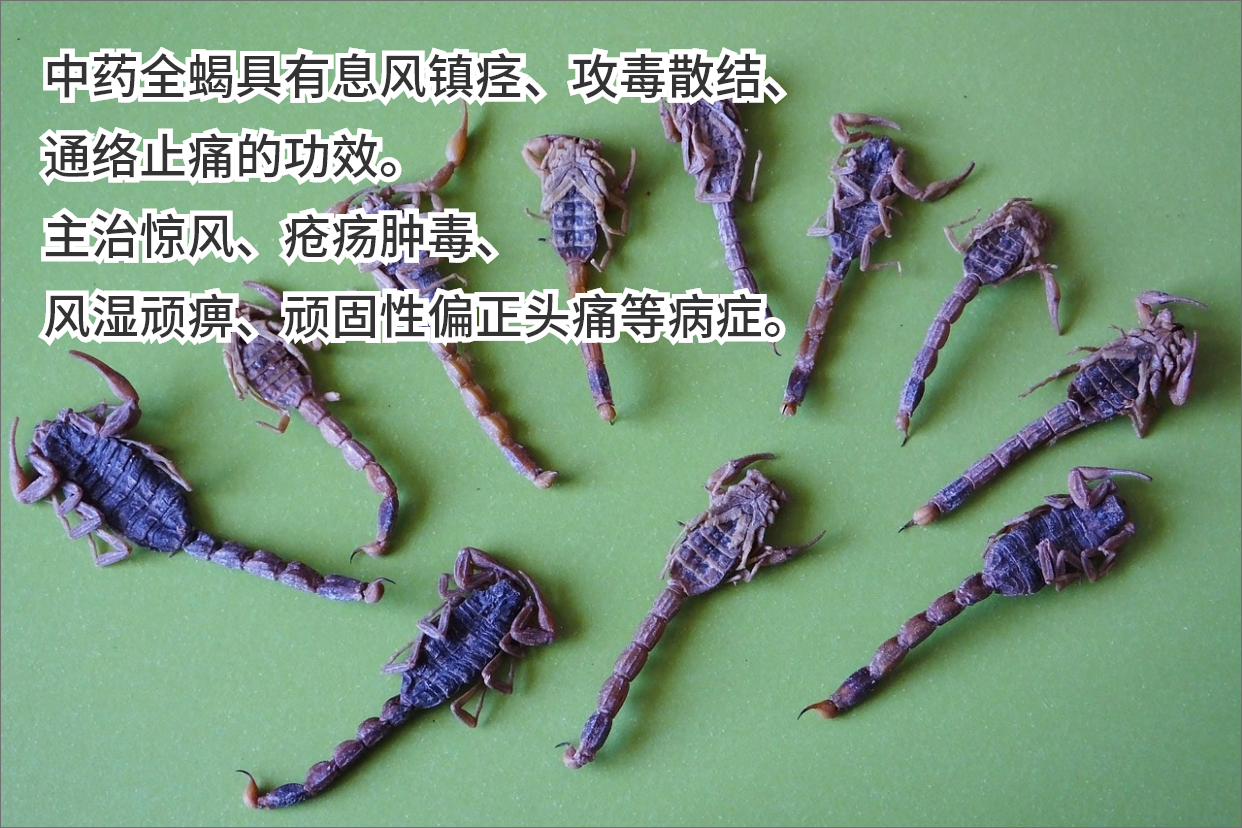 龙荷山茶的功效与作用