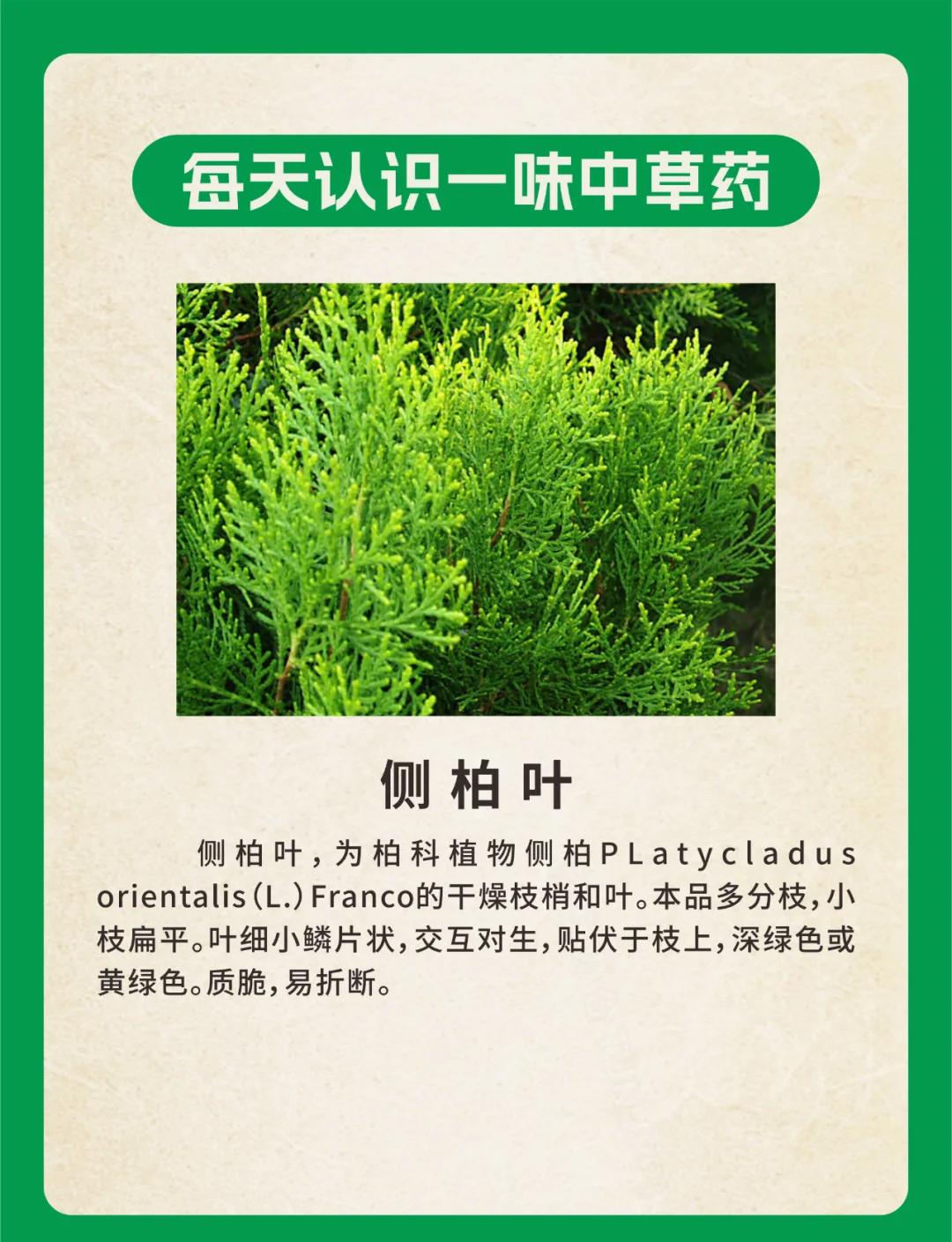 侧柏籽的功效与作用及禁忌是什么