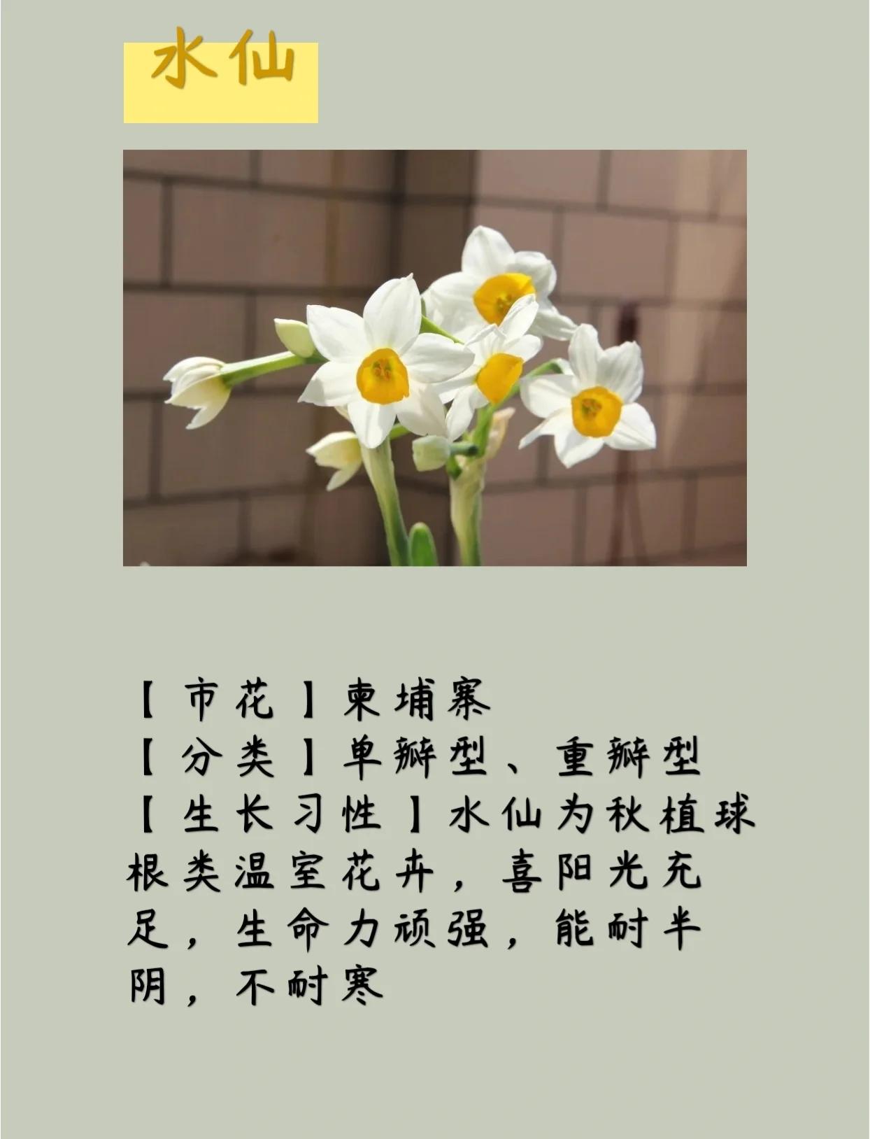 水仙花是什么季节开放的