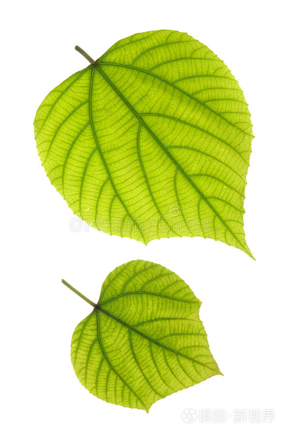 绿色绿色的树叶像什么西东