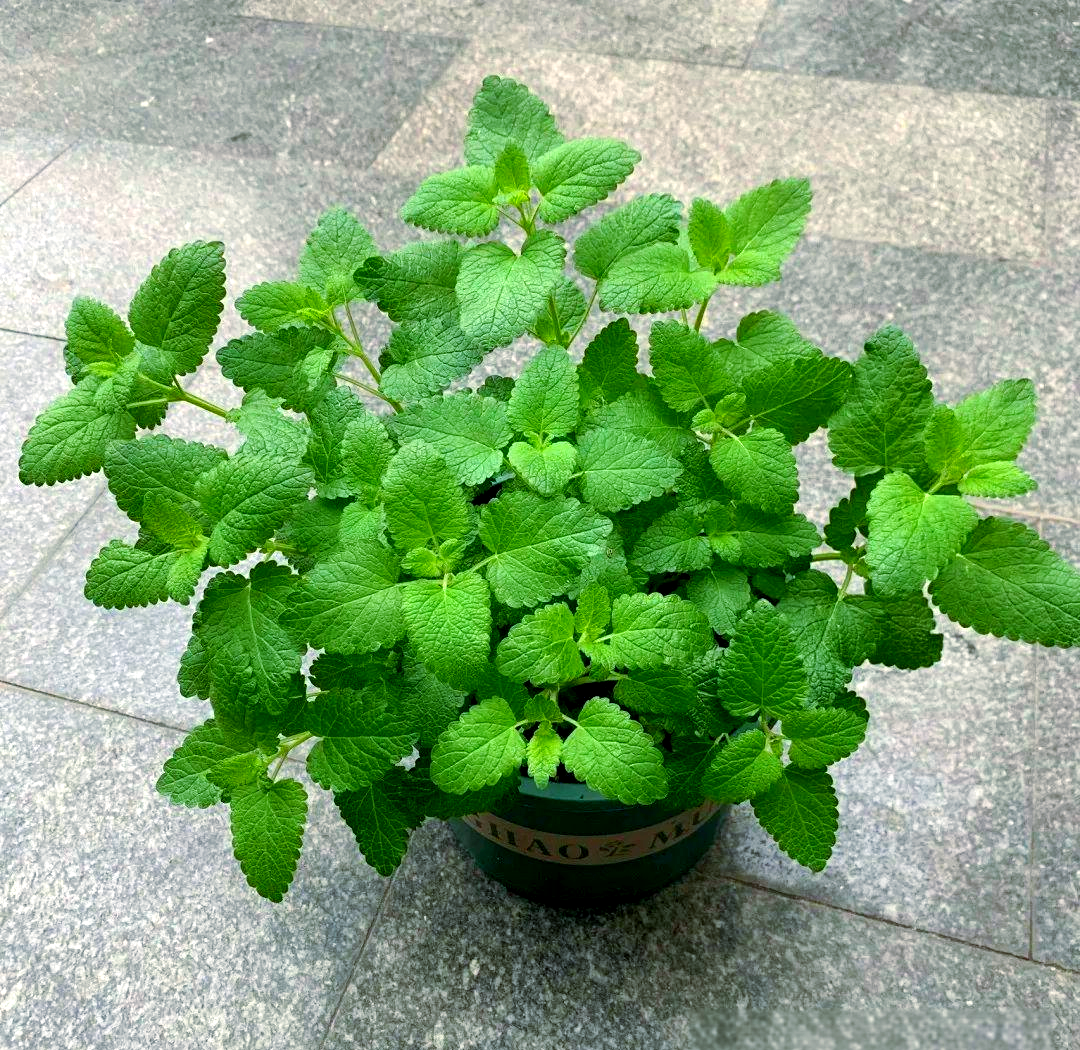 八种适合放室内的驱蚊植物