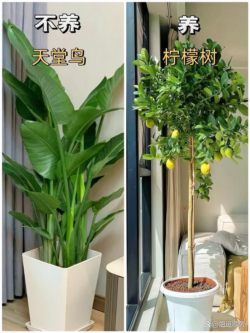 适合室内养的大型植物推荐