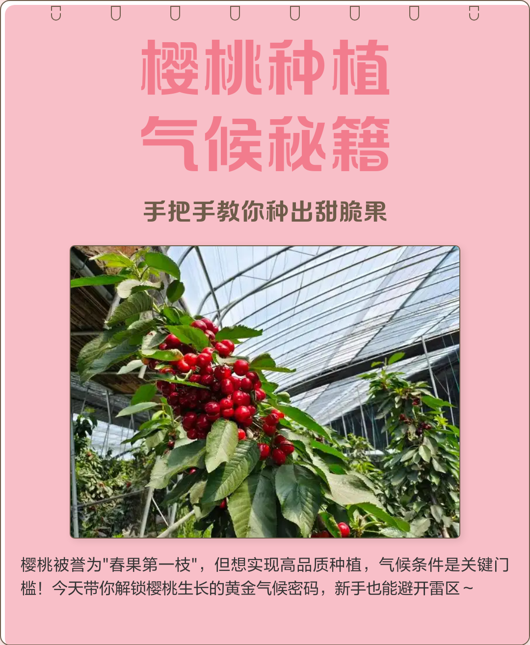 大樱桃树的种植与管理技术