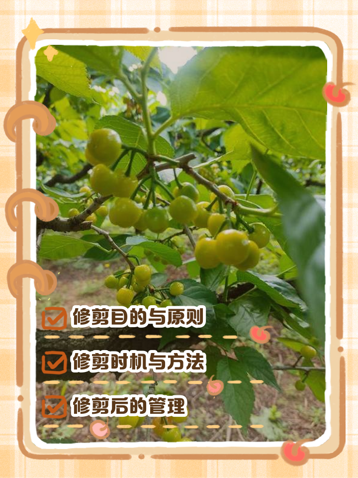 大樱桃树的种植与管理技术