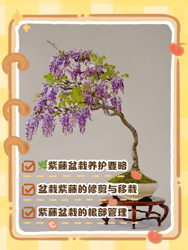 紫藤花的功效与作用及吃法是什么