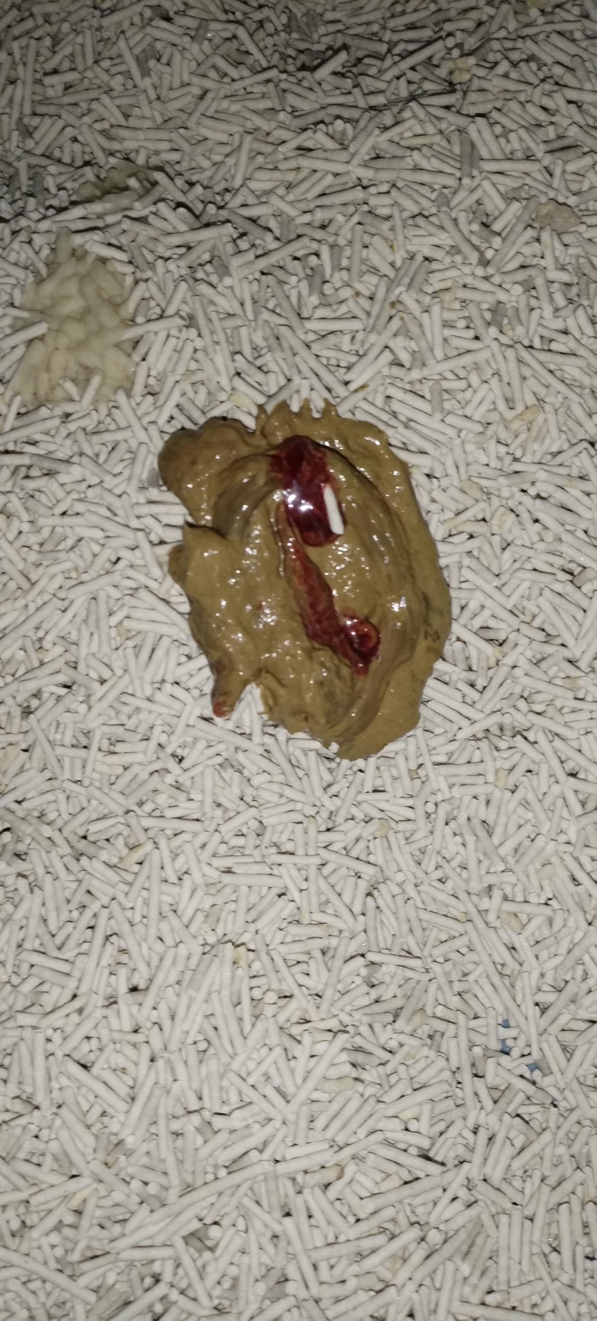 猫咪拉粑粑带血但是精神很好