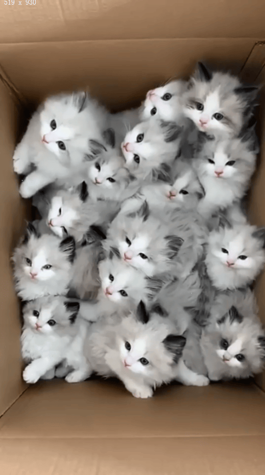 梦到猫生了一窝小猫好不好