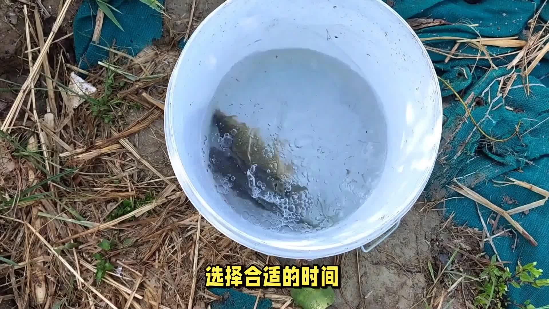 泥鳅钓鱼的正确方法和技巧