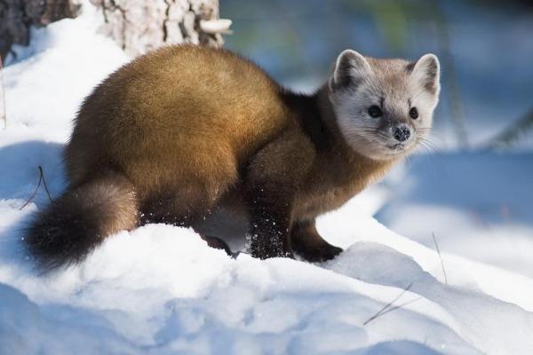 关于恒温动物有哪些种类