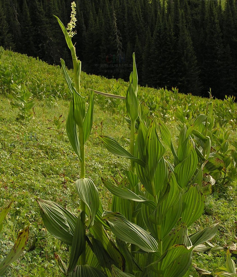 黎芦是什么关于黎芦的简介