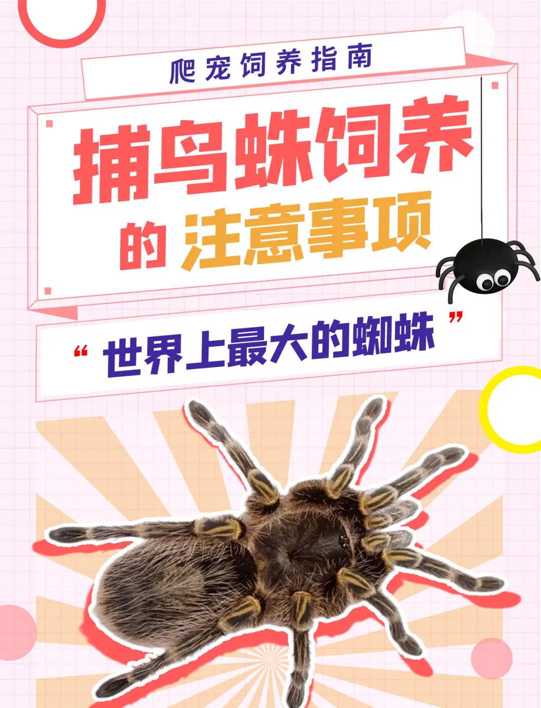 家里跑进来一只大蜘蛛预兆