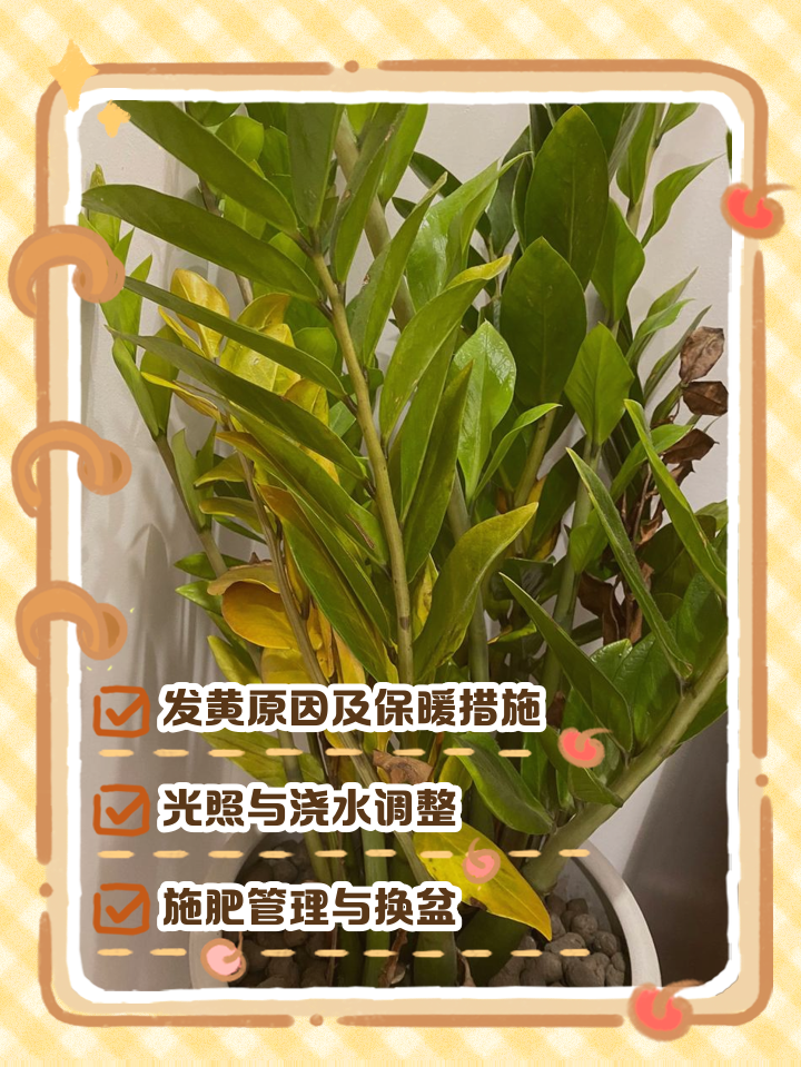 发财树叶子发黄脱落的挽救方法