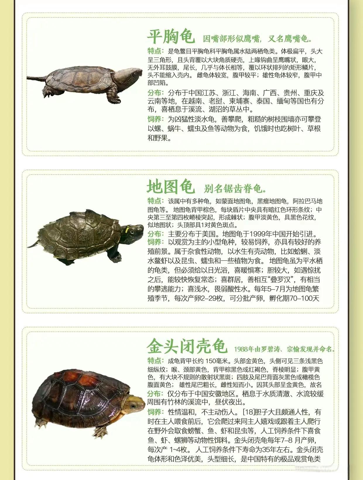 三棱黑龟饲养方法简单介绍