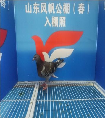 河南赛鸽公棚春棚有哪些