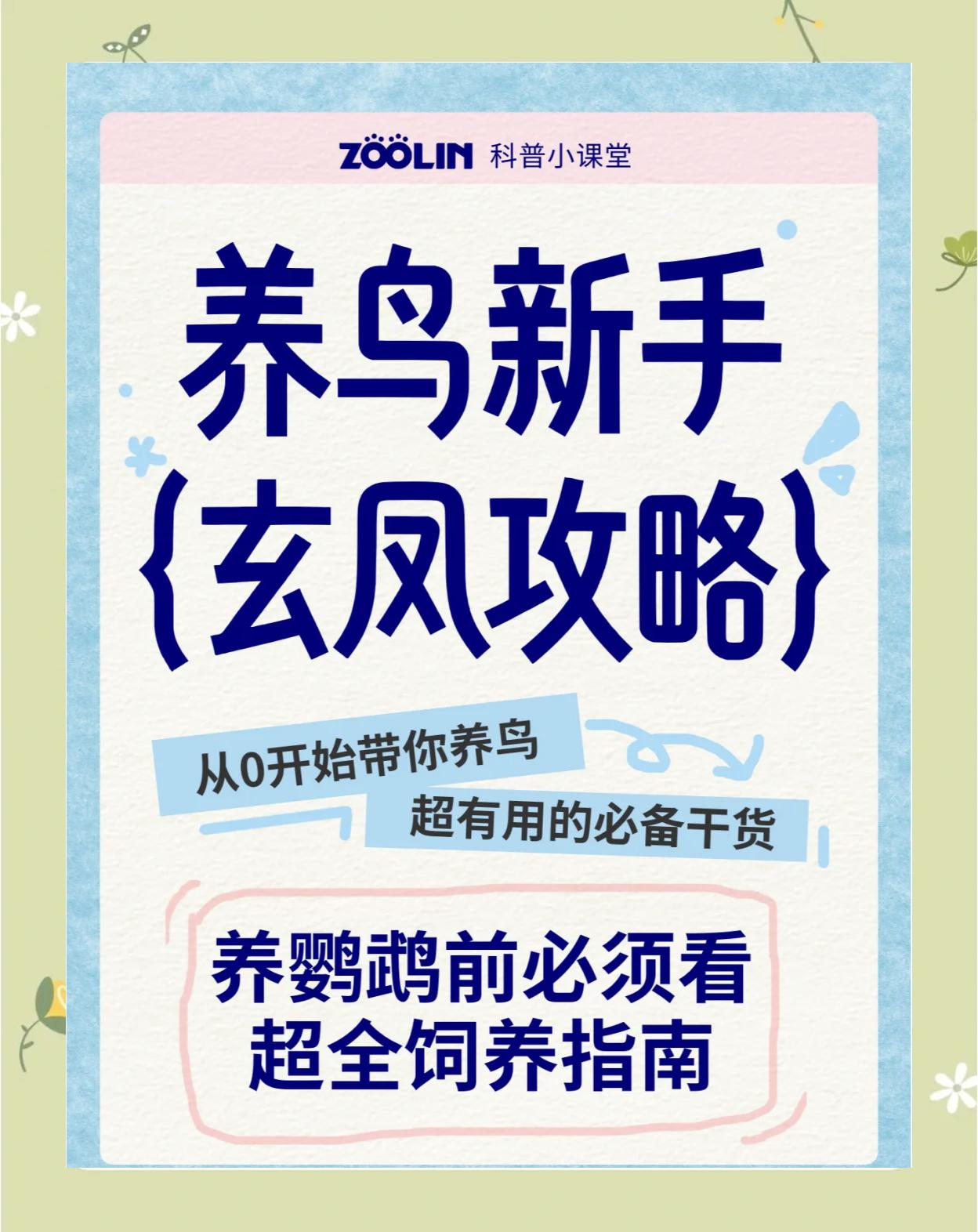 玄凤鹦鹉的饲养方法及注意事项介绍