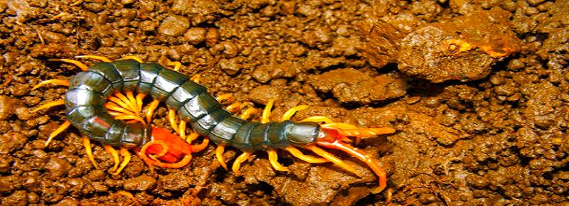 梦见蜈蚣爬到自己身上是什么意思