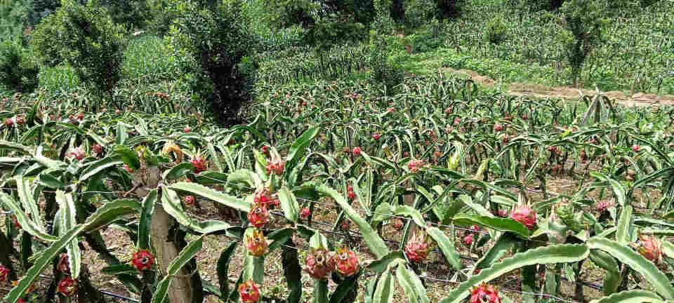 火龙果适合在什么条件下种植