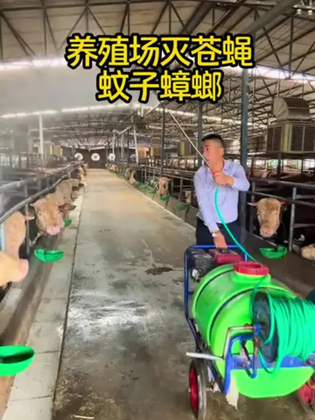 灭苍蝇最有效的方法推荐