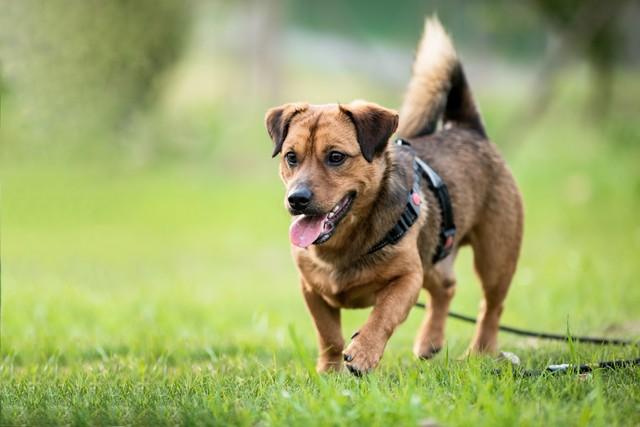 鸡犬升天少一人是什么生肖动物