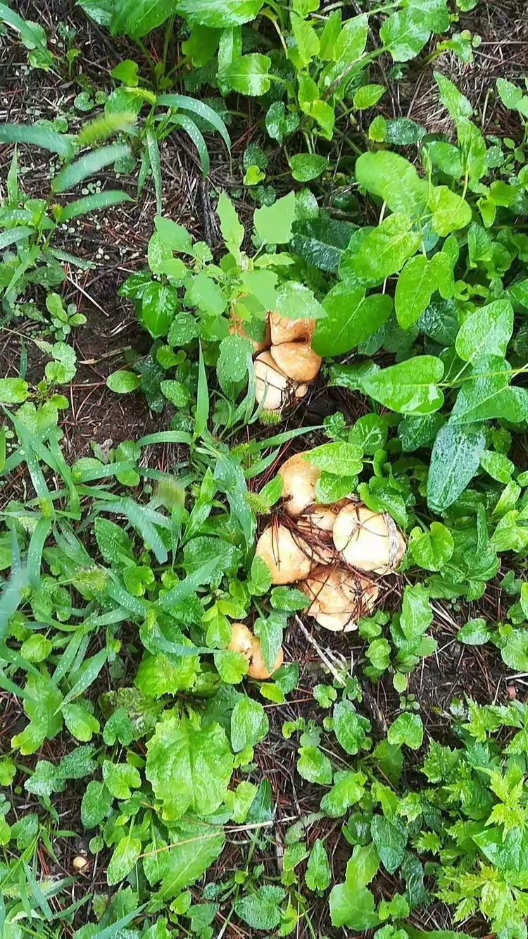 我的老家就住在这个屯原唱是谁