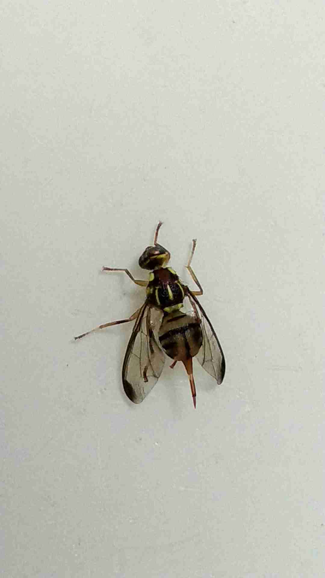 马蜂来家里是福还是祸