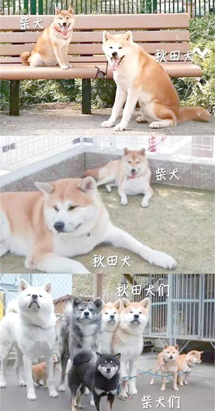秋田犬和柴犬的区别有哪些