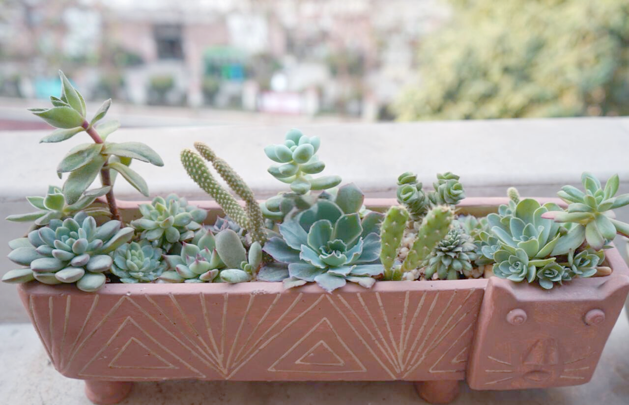 关于多肉植物拼盘的方法