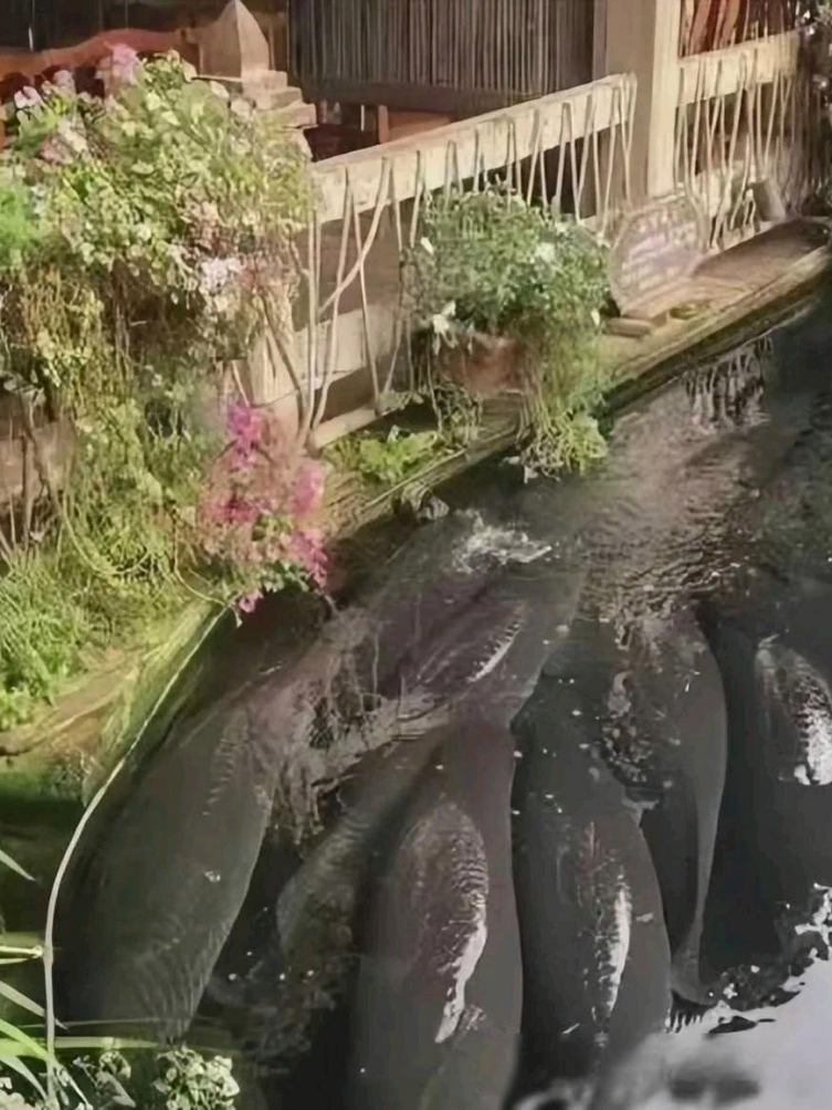 女人梦到大鱼在水里游