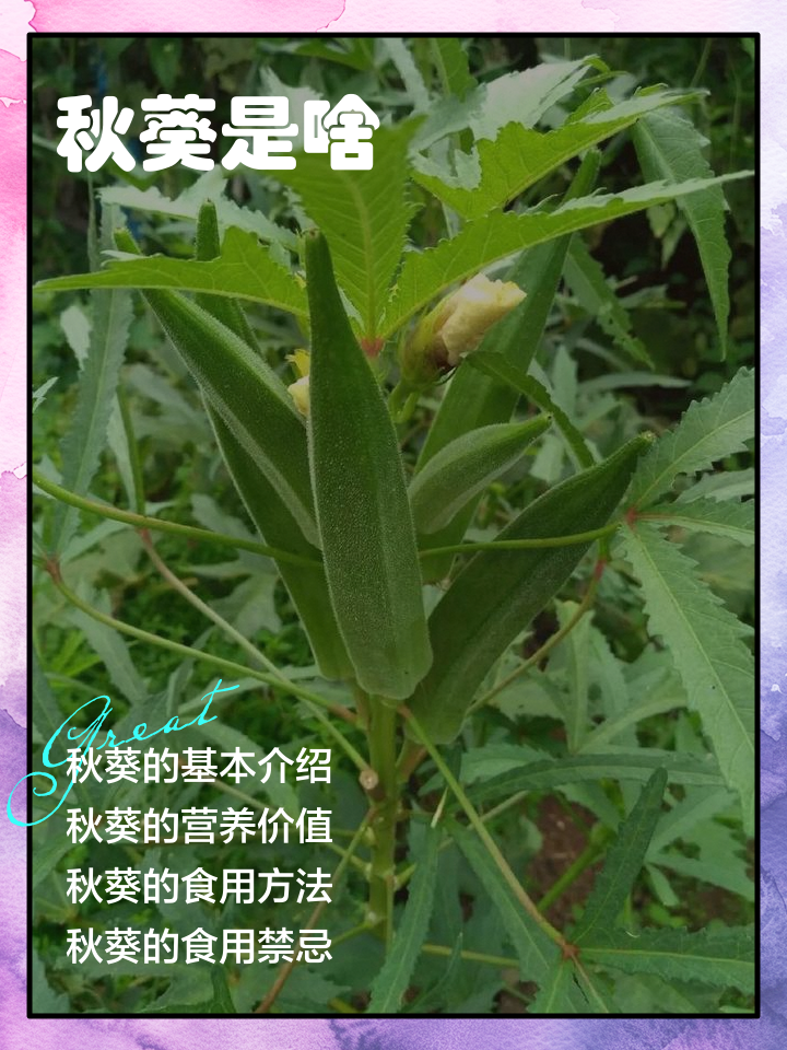 秋葵是什么,关于秋葵的简介