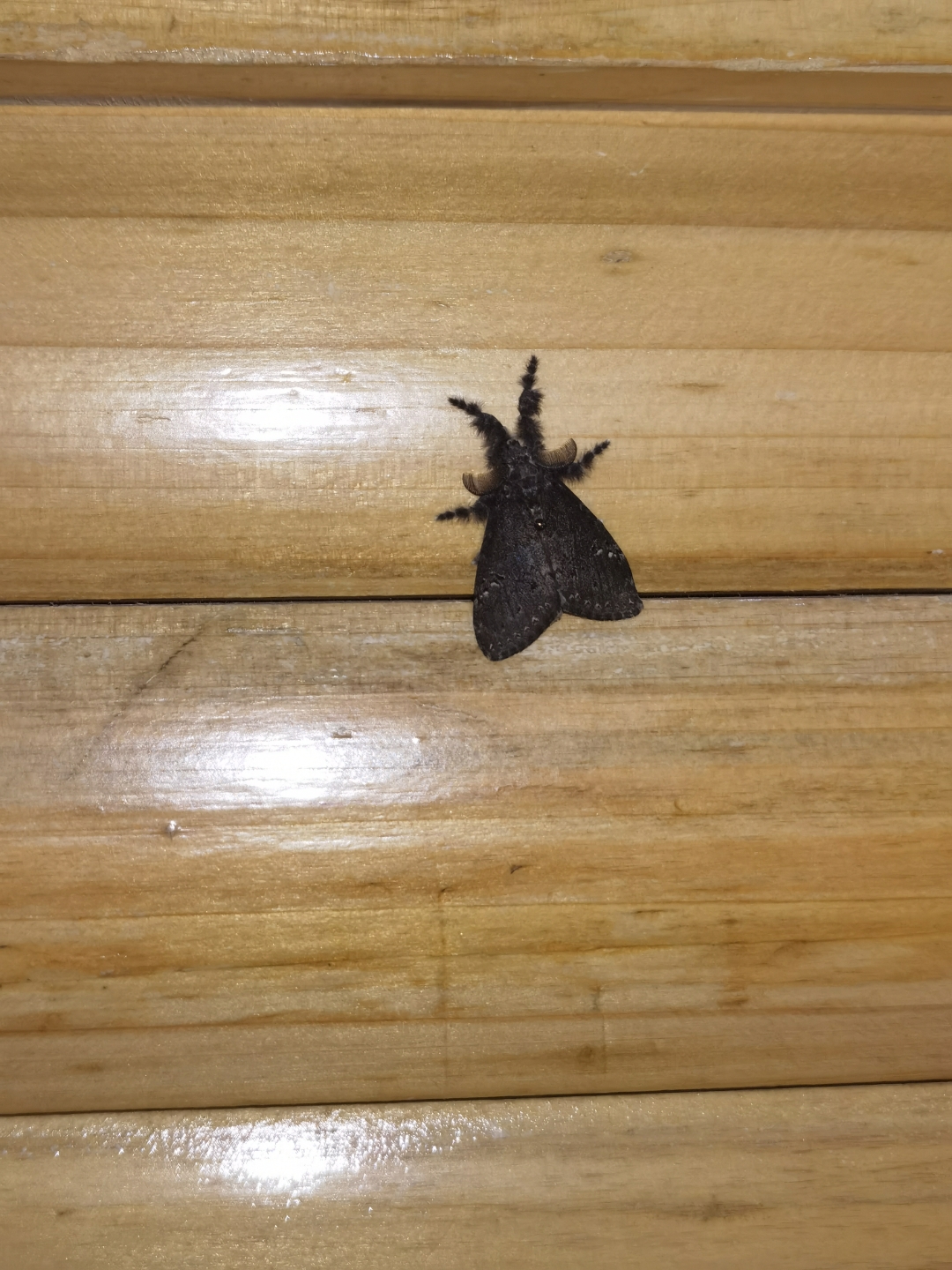 家里面蛾子多怎么找源头