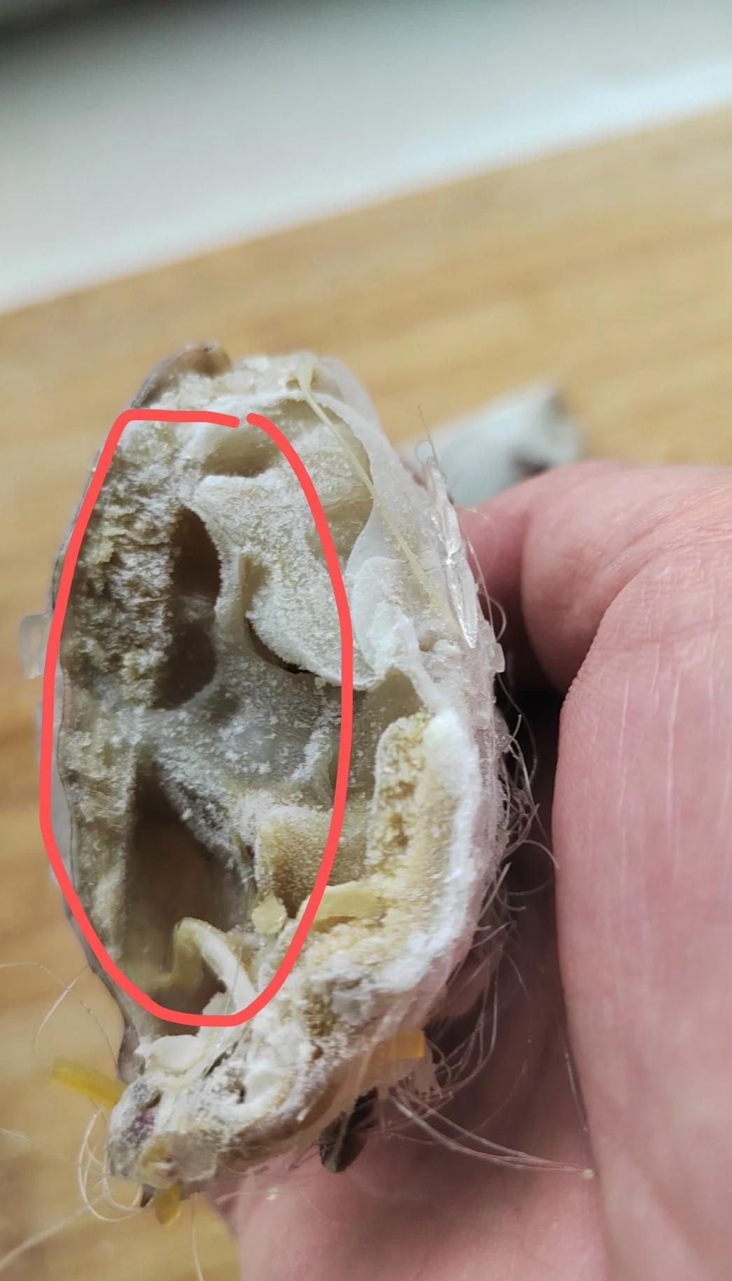 大闸蟹放冰箱里冻死了还能吃吗