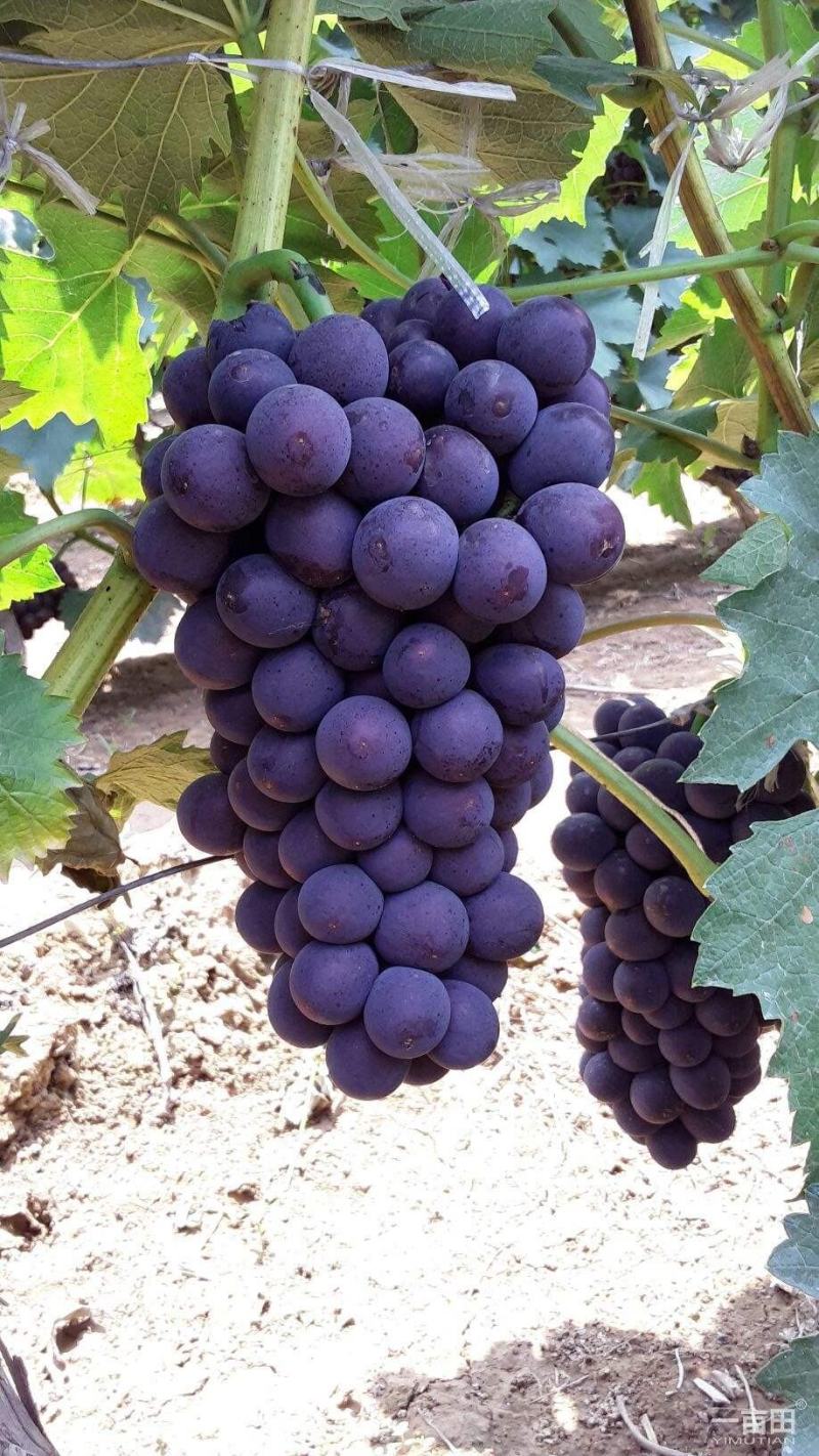 夏黑葡萄和巨峰葡萄哪个比较好吃